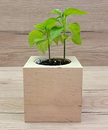 Feel Green Ecocube Chili Habanero, Fiery Hot, Sustainable Gift Idea (100% Eco Friendly), Grow Your Own / Plant Set, Plants in 3" Wooden Cube, Made and Made - Image 7