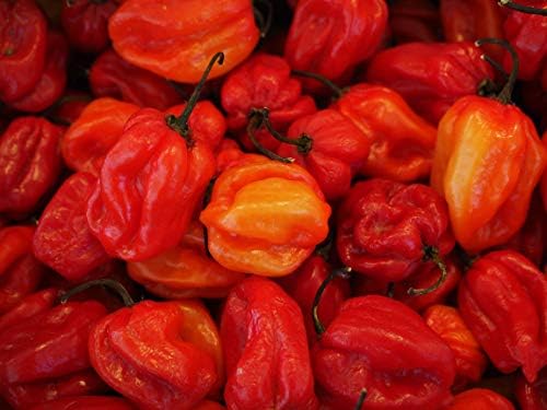 Feel Green Ecocube Chili Habanero, Fiery Hot, Sustainable Gift Idea (100% Eco Friendly), Grow Your Own / Plant Set, Plants in 3" Wooden Cube, Made and Made - Image 10