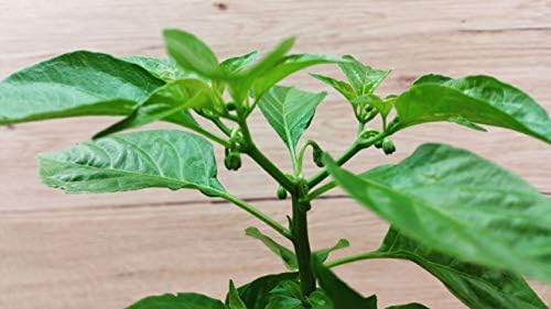 Feel Green Ecocube Chili Habanero, Fiery Hot, Sustainable Gift Idea (100% Eco Friendly), Grow Your Own / Plant Set, Plants in 3" Wooden Cube, Made and Made - Image 8
