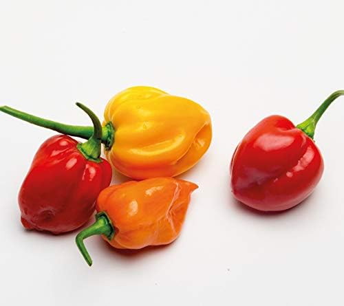 Feel Green Ecocube Chili Habanero, Fiery Hot, Sustainable Gift Idea (100% Eco Friendly), Grow Your Own / Plant Set, Plants in 3" Wooden Cube, Made and Made - Image 9