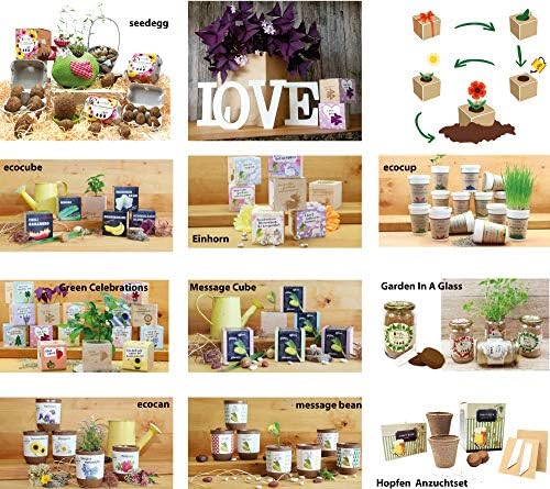 Feel Green Ecocube Chili Habanero, Fiery Hot, Sustainable Gift Idea (100% Eco Friendly), Grow Your Own / Plant Set, Plants in 3" Wooden Cube, Made and Made - Image 13