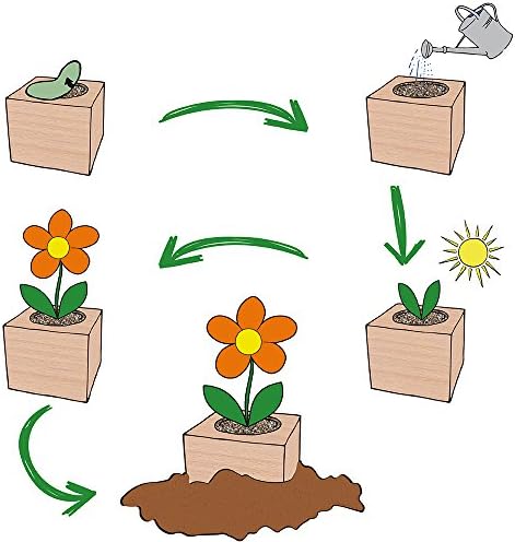 Feel Green Ecocube Chili Habanero, Fiery Hot, Sustainable Gift Idea (100% Eco Friendly), Grow Your Own / Plant Set, Plants in 3" Wooden Cube, Made and Made - Image 5