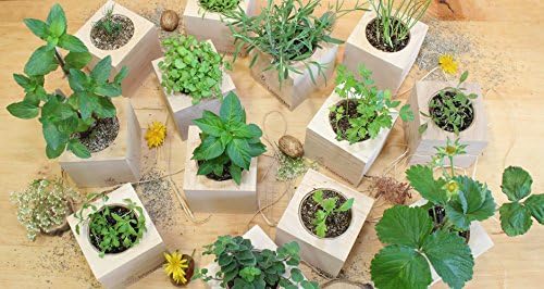 Feel Green Ecocube Chili Habanero, Fiery Hot, Sustainable Gift Idea (100% Eco Friendly), Grow Your Own / Plant Set, Plants in 3" Wooden Cube, Made and Made - Image 14