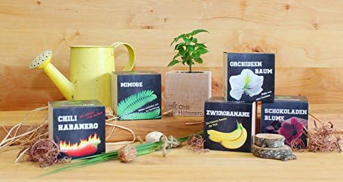 Feel Green Ecocube Chili Habanero, Fiery Hot, Sustainable Gift Idea (100% Eco Friendly), Grow Your Own / Plant Set, Plants in 3" Wooden Cube, Made and Made - Image 6