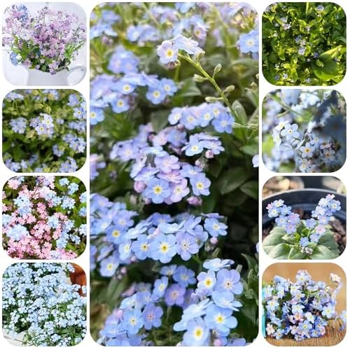 Forget-me-not plant - seeds balcony flowers garden resistant plants for balconies resistant plants for the garden flower garden plant garden in 200pcs - Image 6
