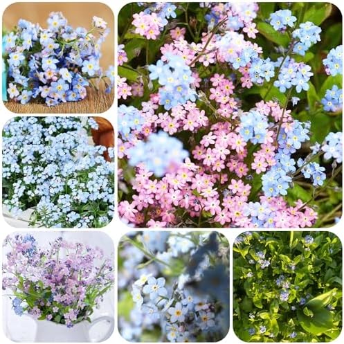 Forget-me-not plant - seeds balcony flowers garden resistant plants for balconies resistant plants for the garden flower garden plant garden in 200pcs - Image 7