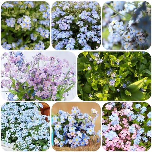 Forget-me-not plant - seeds balcony flowers garden resistant plants for balconies resistant plants for the garden flower garden plant garden in 200pcs - Image 2