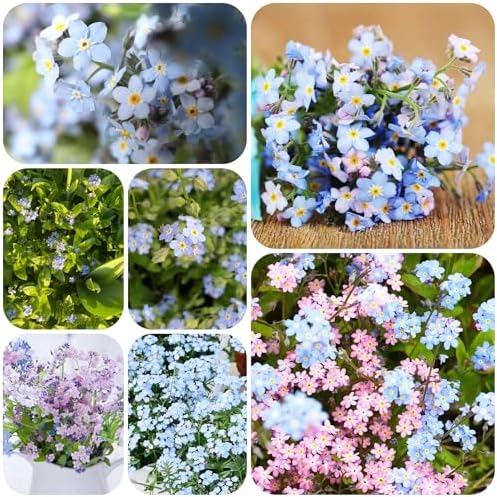 Forget-me-not plant - seeds balcony flowers garden resistant plants for balconies resistant plants for the garden flower garden plant garden in 200pcs - Image 5