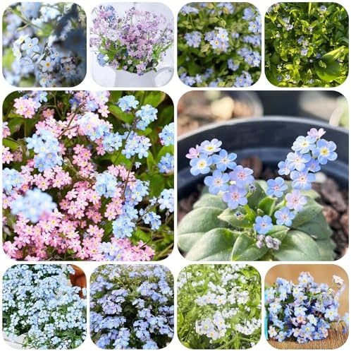 Forget-me-not plant - seeds balcony flowers garden resistant plants for balconies resistant plants for the garden flower garden plant garden in 200pcs - Image 3