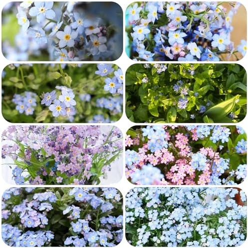 Forget-me-not plant - seeds balcony flowers garden resistant plants for balconies resistant plants for the garden flower garden plant garden in 200pcs - Image 4